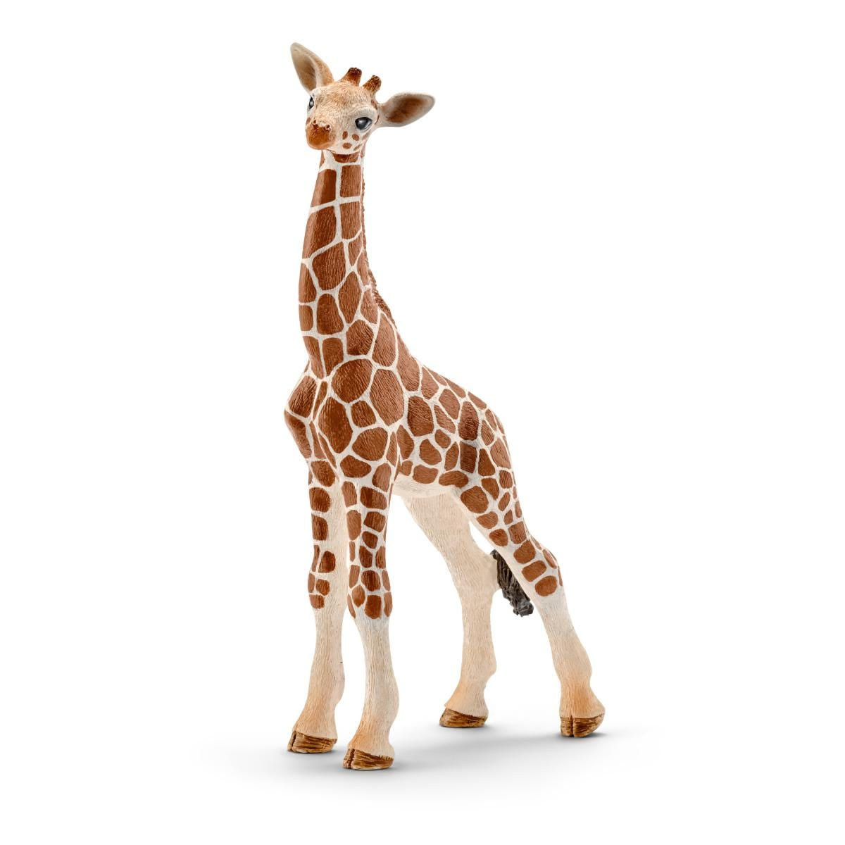 Baby giraffe
