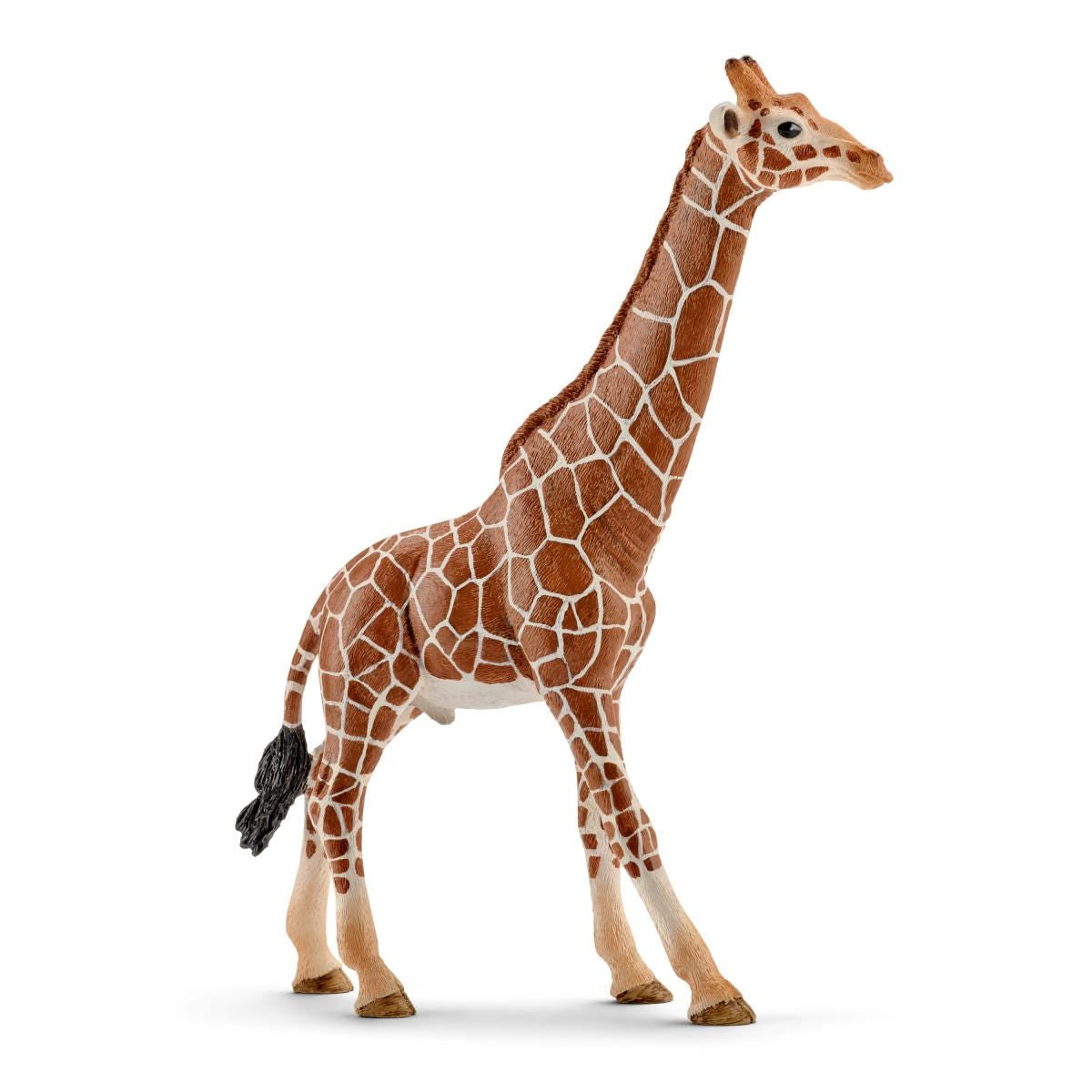 Giraffe mannetje