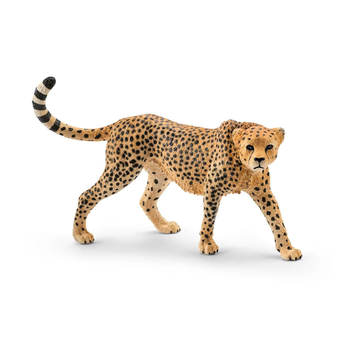 Cheeta big