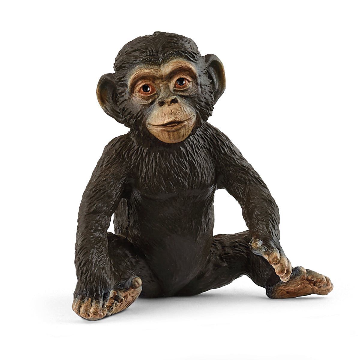 Chimpanzee