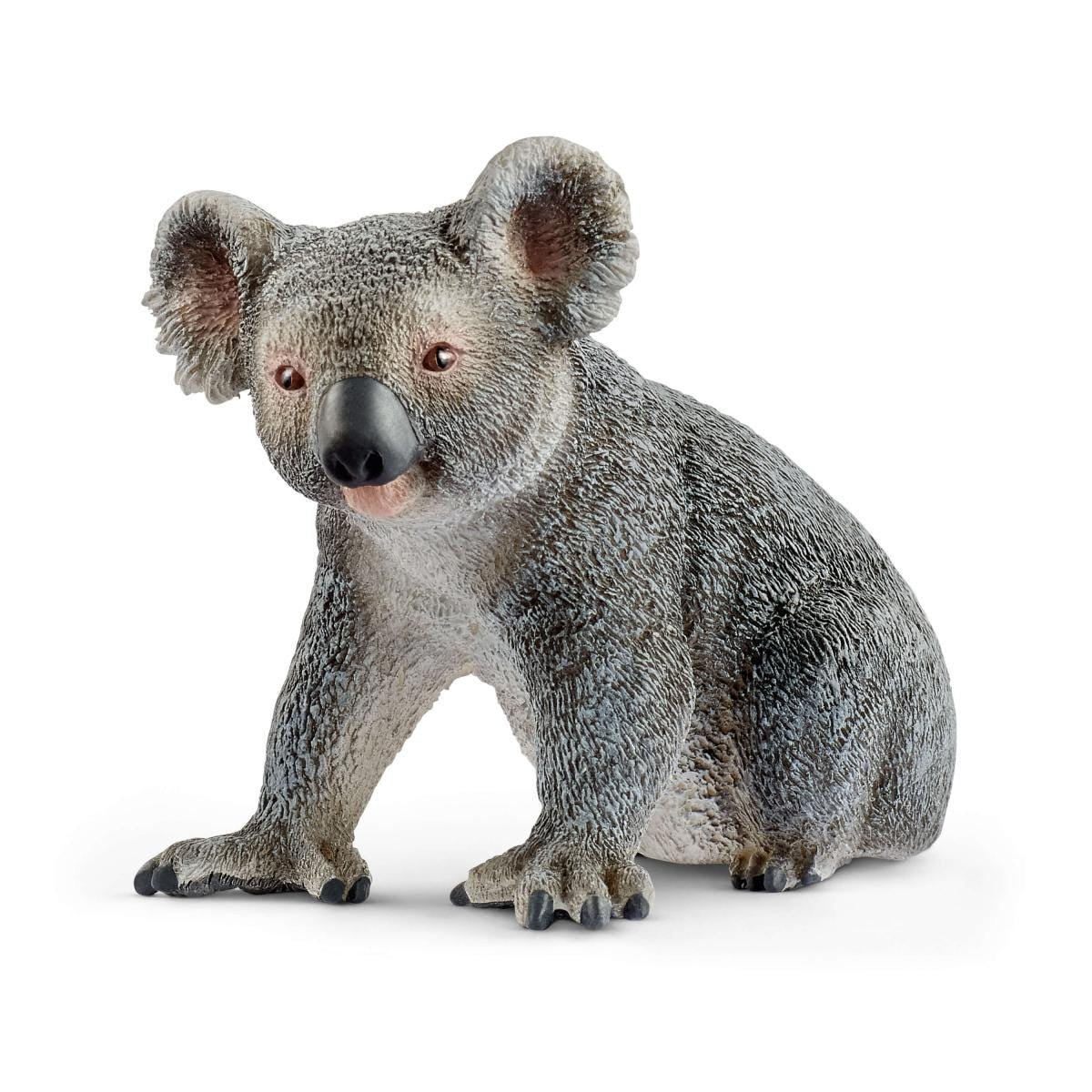 Koala beer