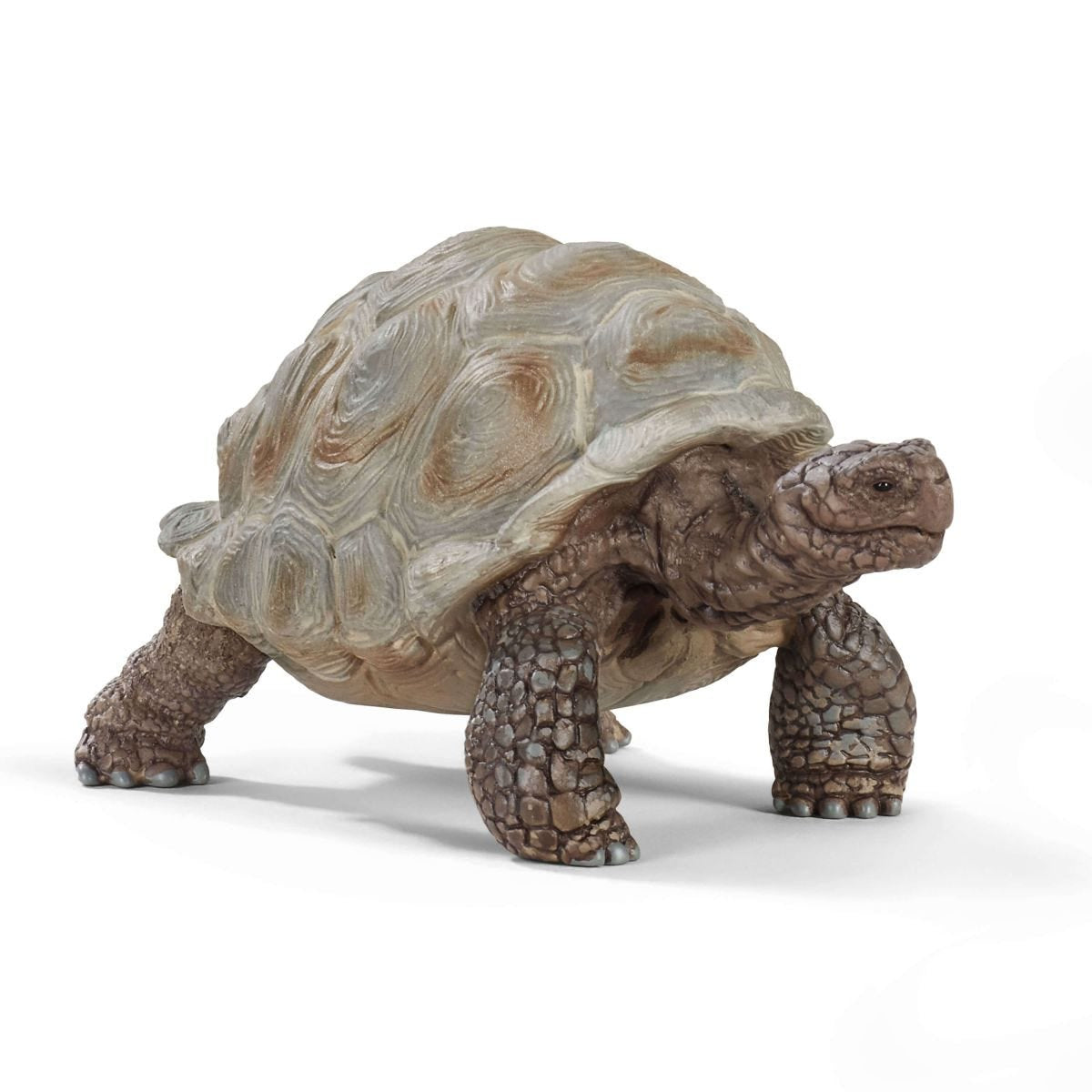 Reuzen Schildpad