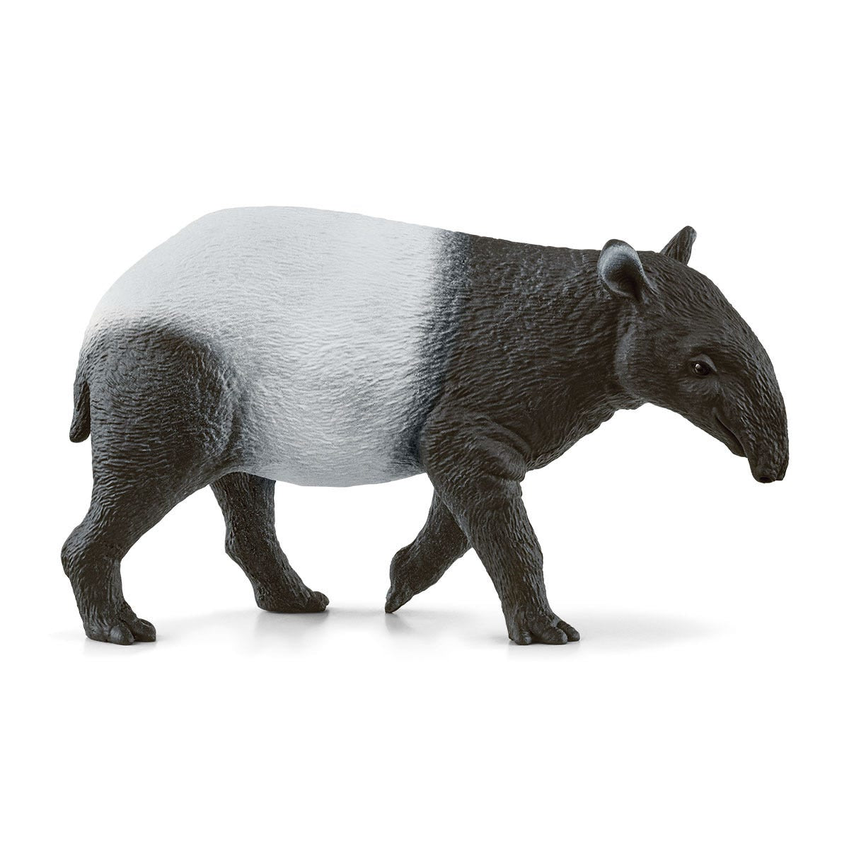 Anteater
