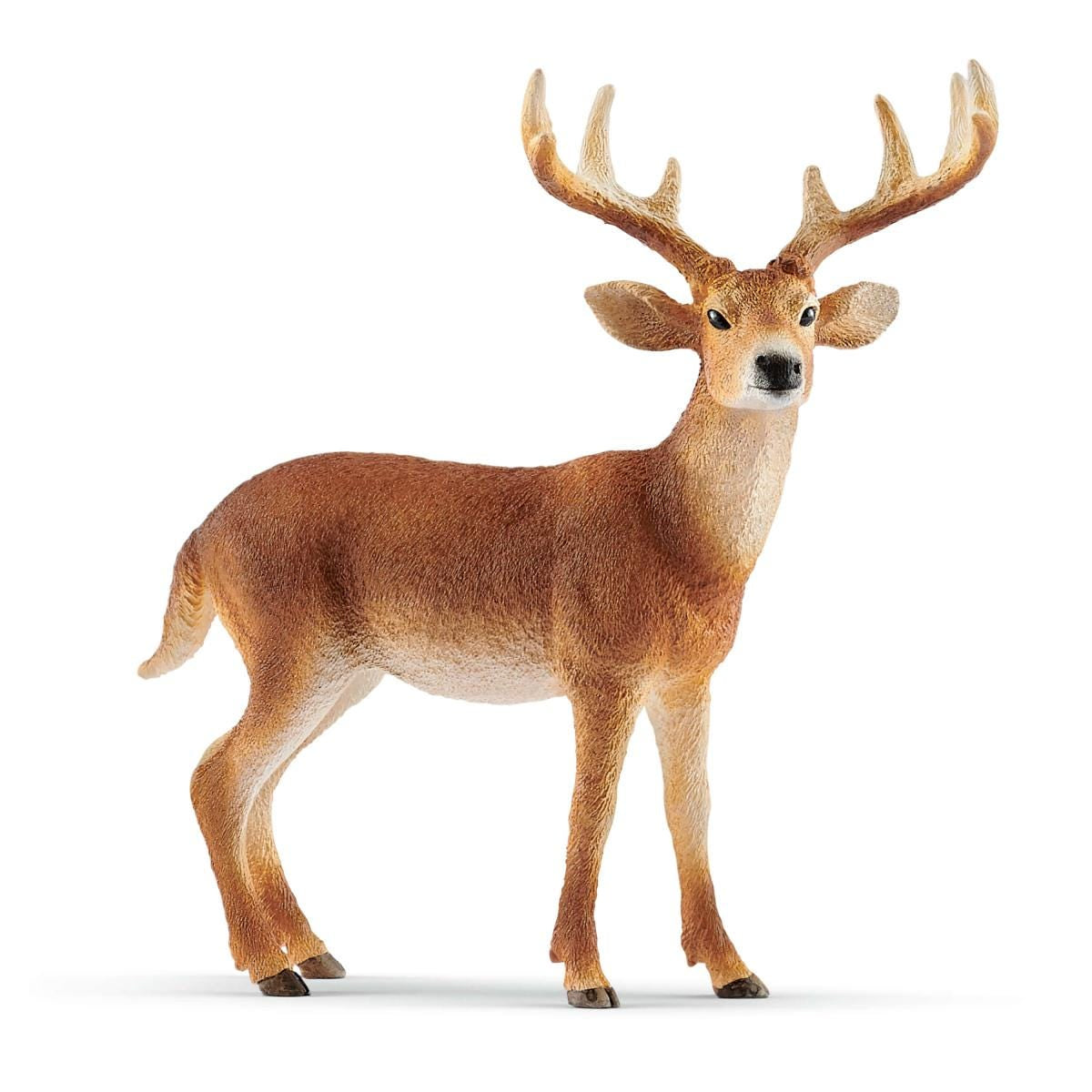 White tailed buck