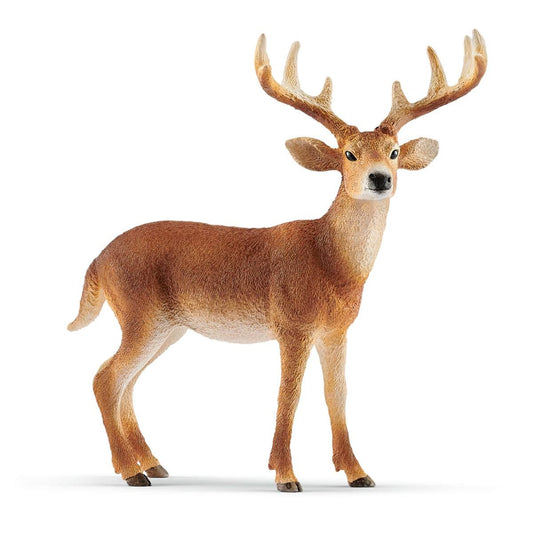 White tailed buck