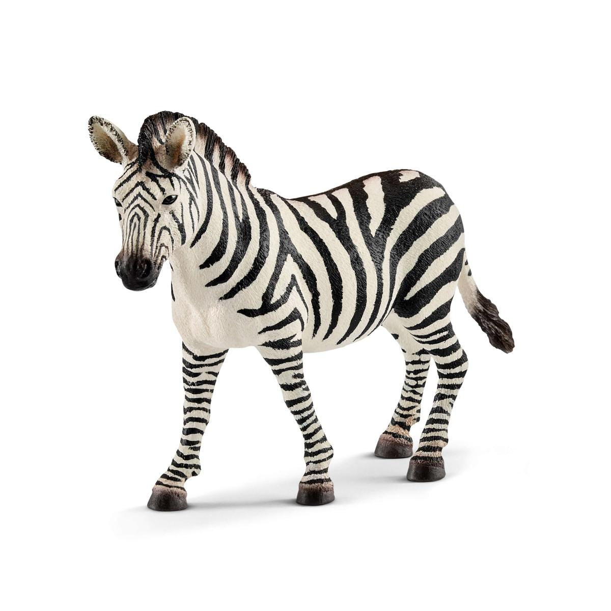 Zebra merrie